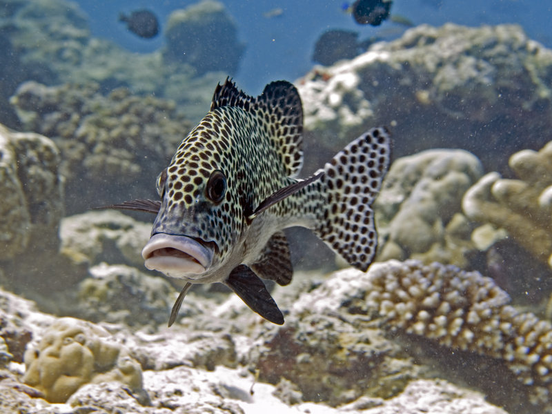 Harlequin Sweetlips, Barracuda Point